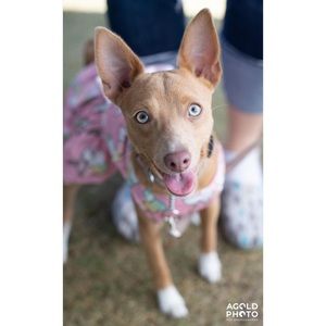 🔴  Unicorn Doggie Party Dress Dog